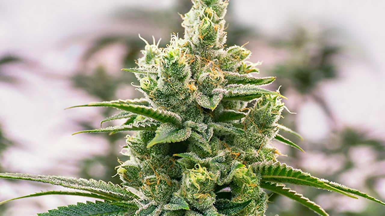 CBD Blüten – Entdecke das Beste der Natur mit unseren CBD Blüten