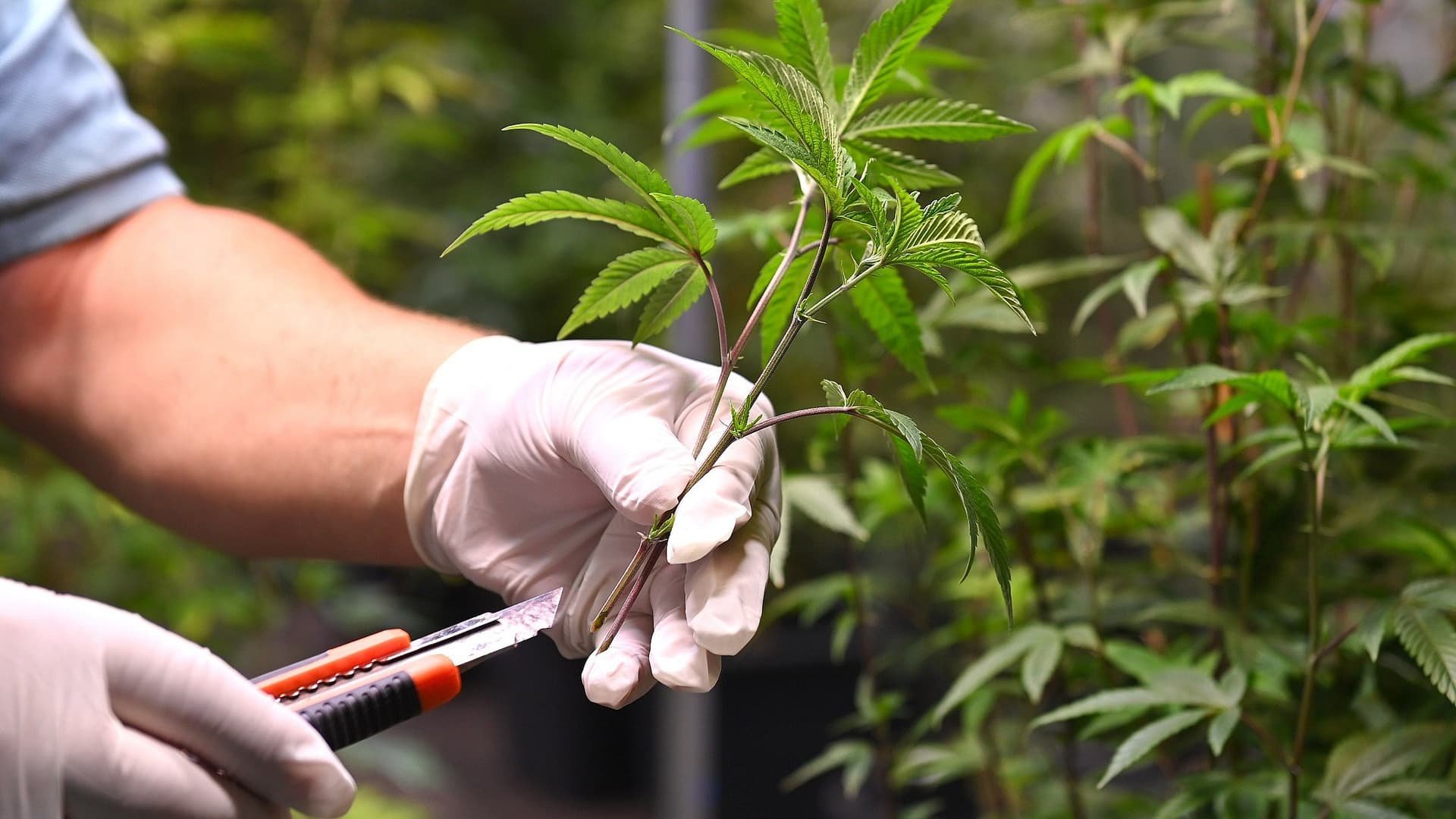 Hanf Blüten auf ein neues Level heben mit dem Metrop AminoXtrem Bio-Pflanzen- und Blüten Booster