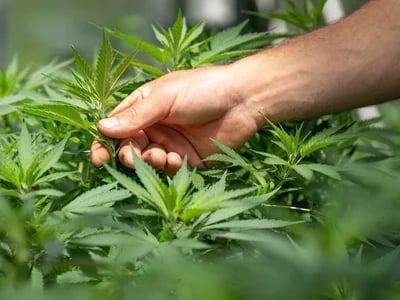 CBD Blüten – Entdecke das Beste der Natur mit unseren CBD Blüten