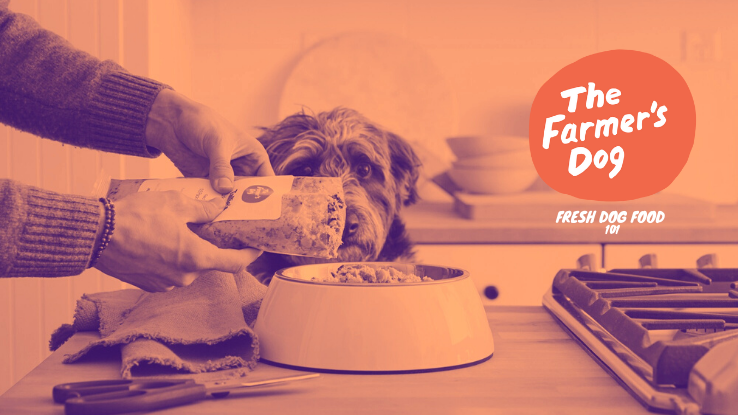 The Farmers Dog Price Review: Is It Worth the Premium?