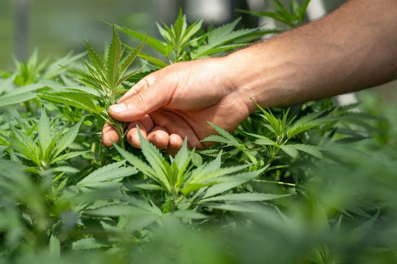 CBD Blüten – Entdecke das Beste der Natur mit unseren CBD Blüten